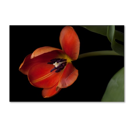 Lori Hutchison 'Orange Tulip' Canvas Art,12x19